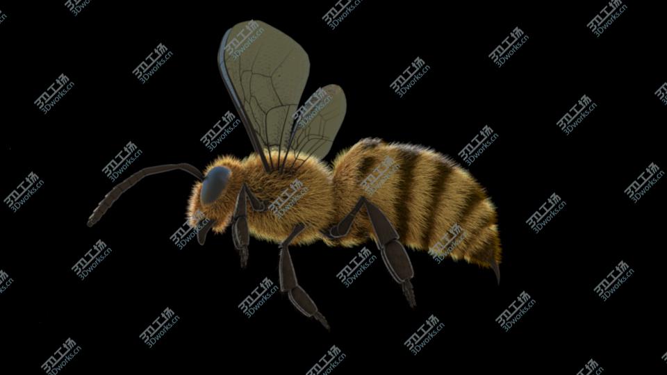 images/goods_img/20210313/Animated Bee for Cinema 4D/1.jpg